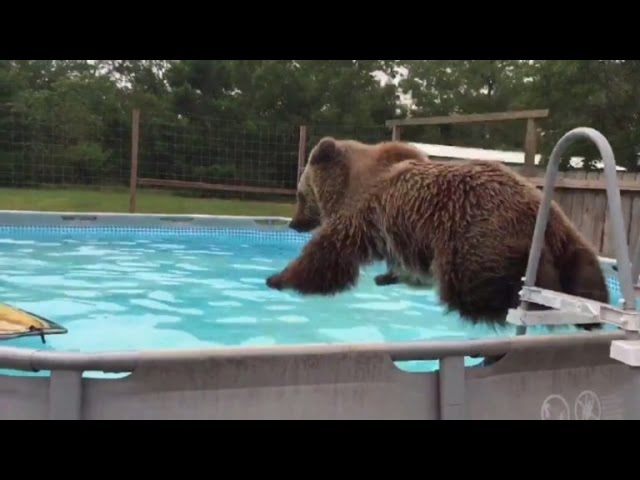 Bear swimming 2